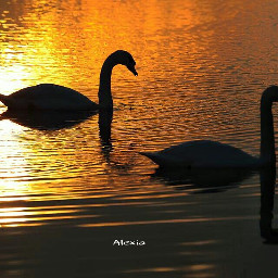 photography emotion birds sunset water