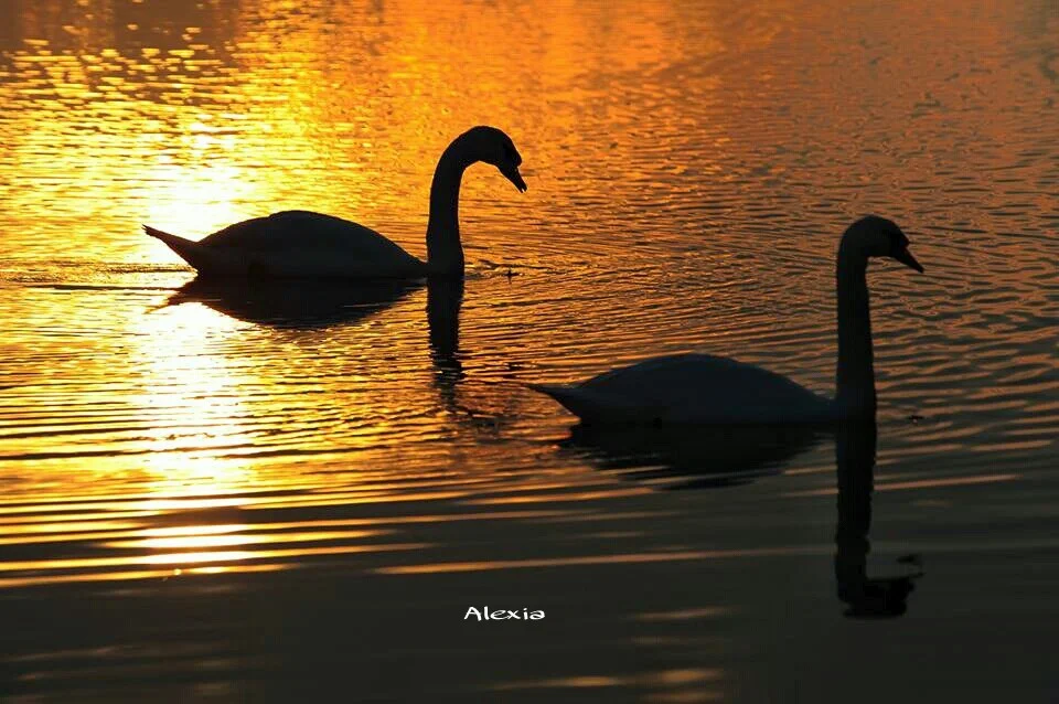 #photography #emotion #birds #sunset