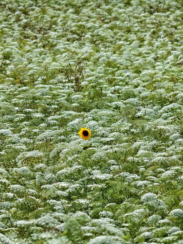 flower landscape photo