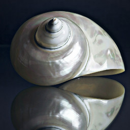 hdr photography stilllife reflections shell