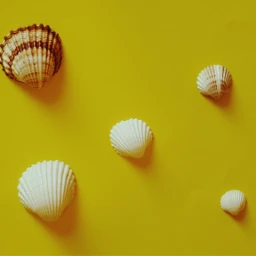 wapflatlay freetoedit seashells yellow photography